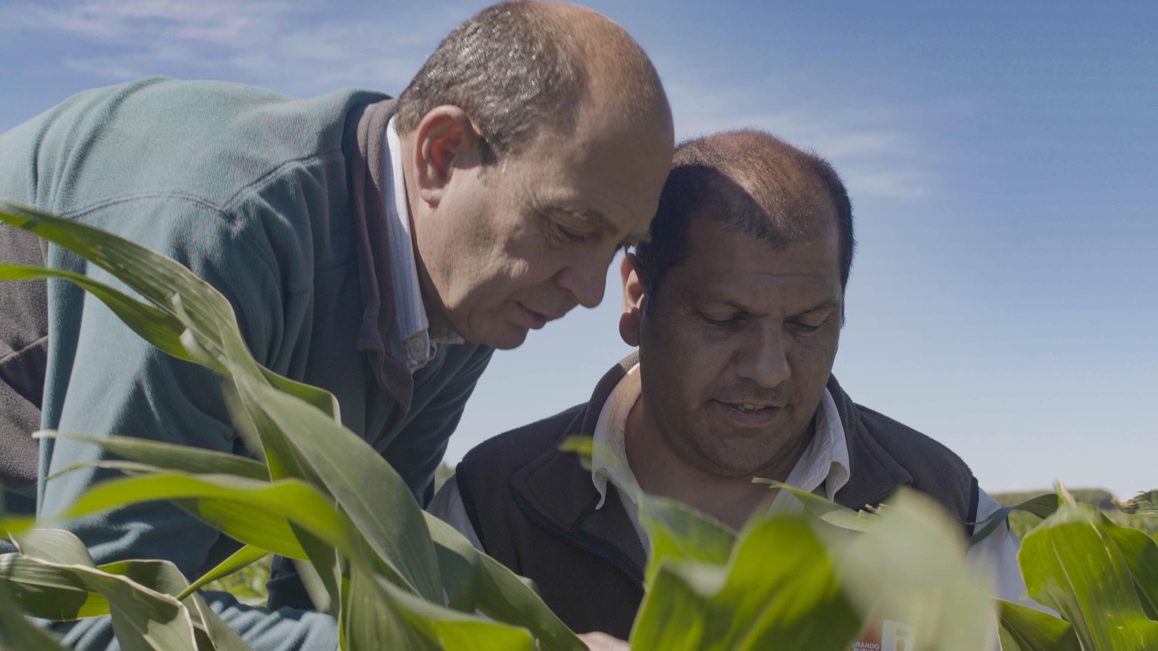 Bauer Luís Parra schaut mit KWS Berater Alfonso Caligari auf Maispflanzen.
