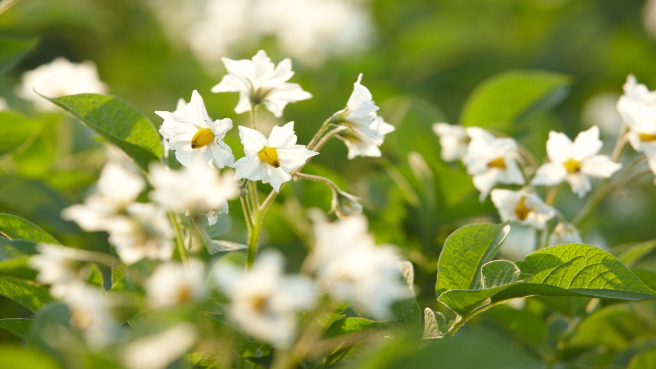 The flowering of the potato plant – object of research