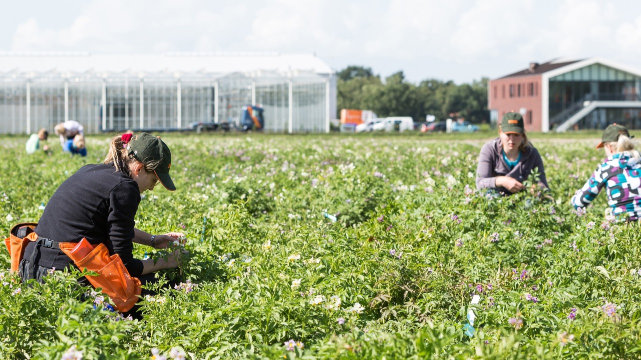 Talloze werknemers werken met hybride aardappelen op het veredelingscentrum in Emmeloord