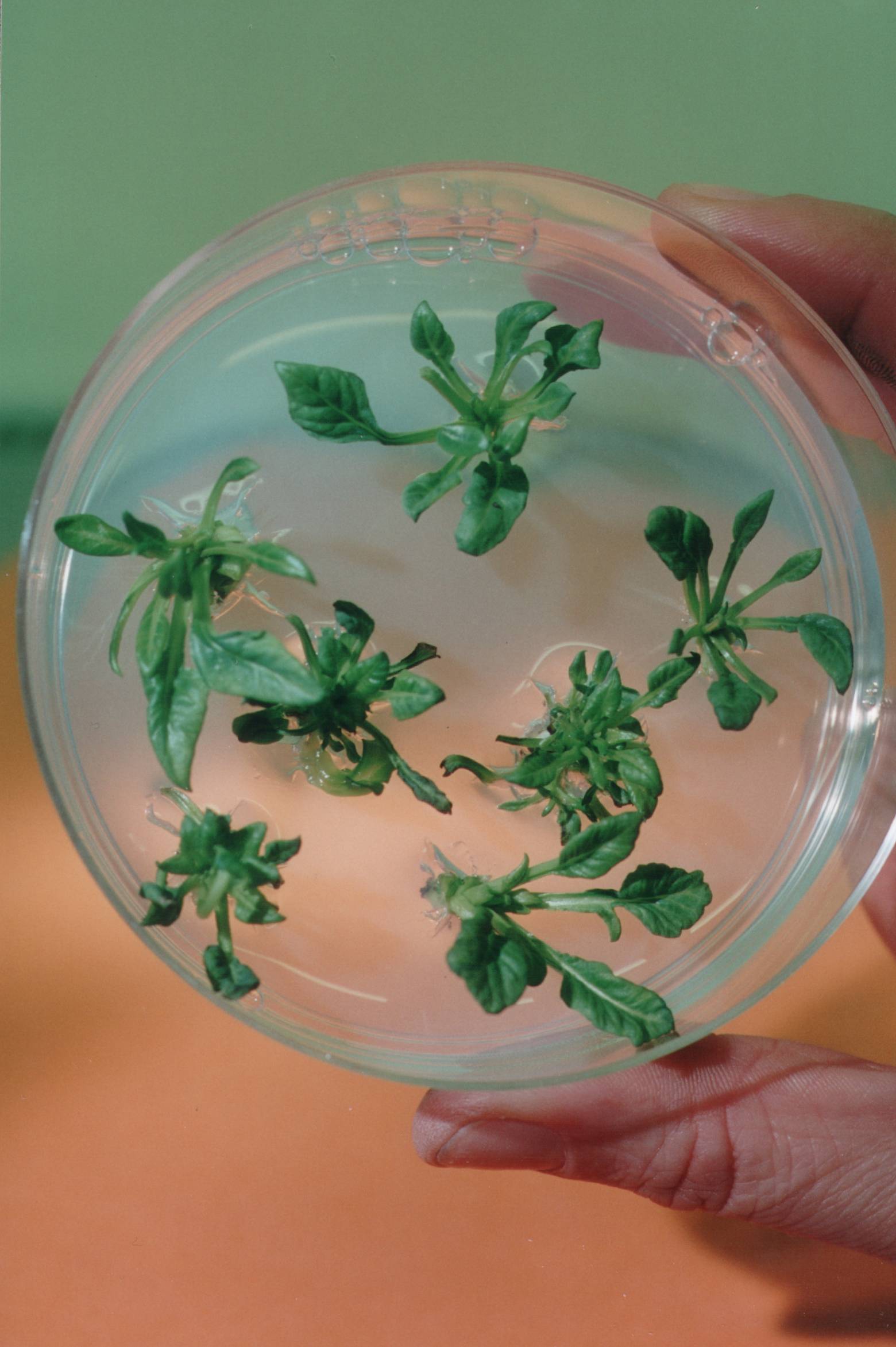 Petrischaaltje met in vitro gekweekte suikerbietplantjes