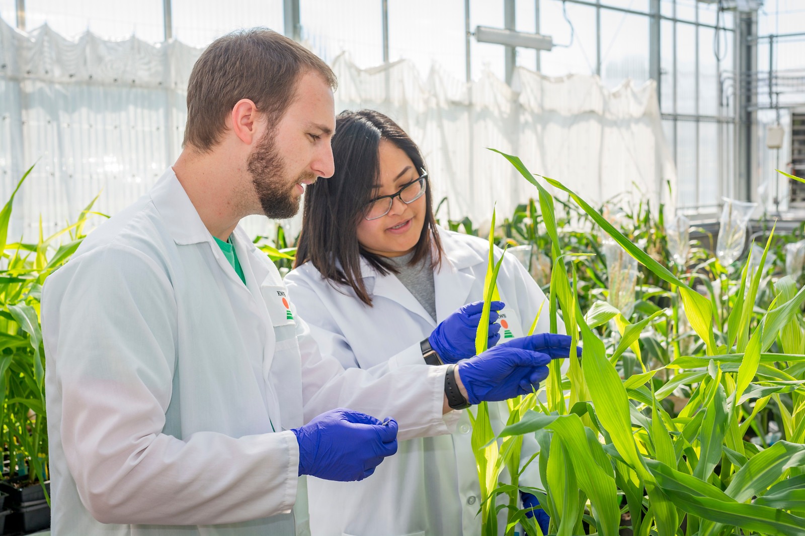 Die KWS Mitarbeiter John Gierer (links) und Marianne Leano beurteilen das Wachstum von Maispflanzen im Gewächshaus am KWS Forschungsstandort in St. Louis (US-Staat Missouri). Die Photosynthese-Effizienz der Pflanzen wurde mithilfe der Präzisionszüchtung CRISPR gesteigert.