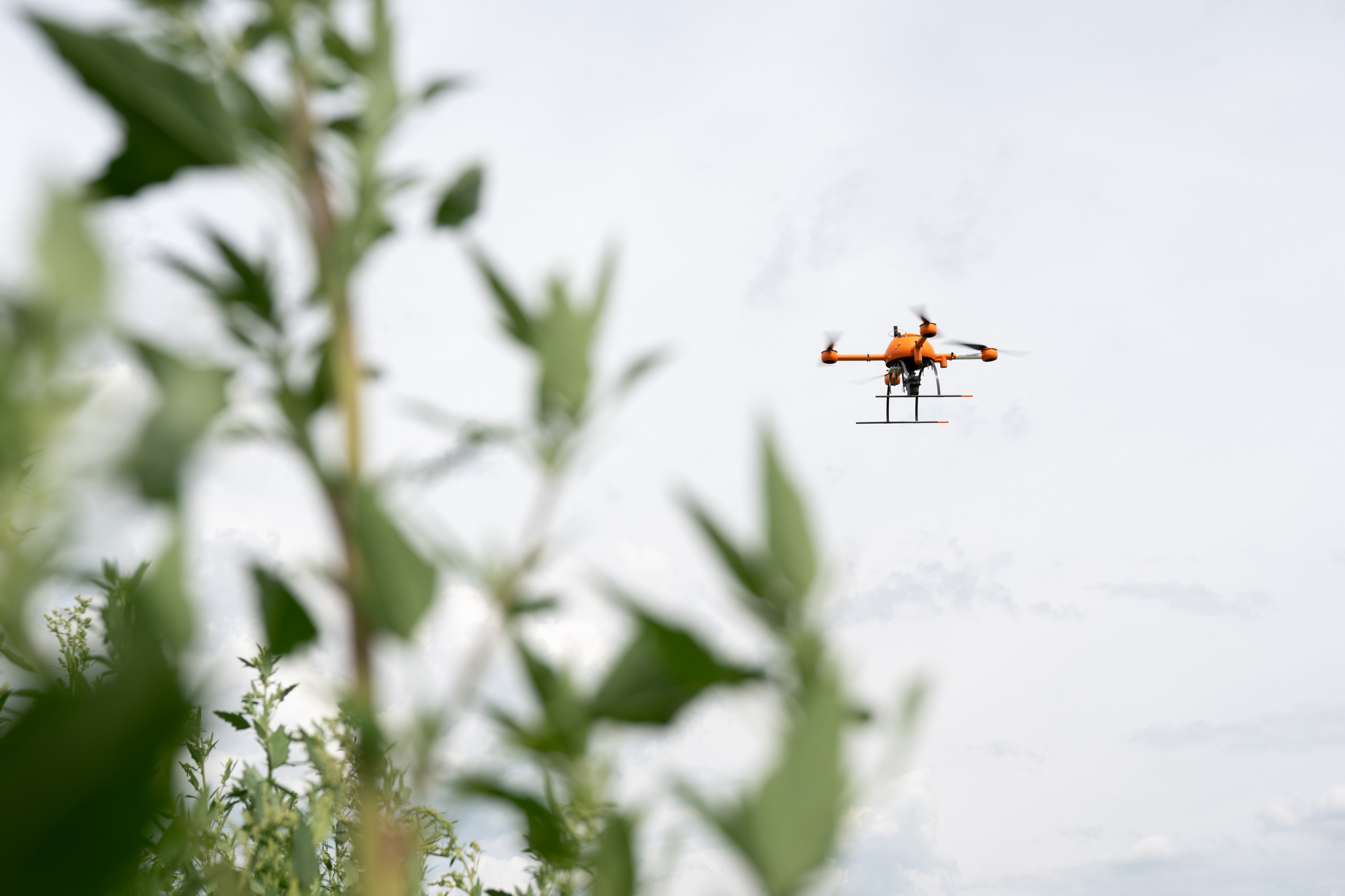 Eine Drohne fliegt über eine KWS-Versuchsparzelle