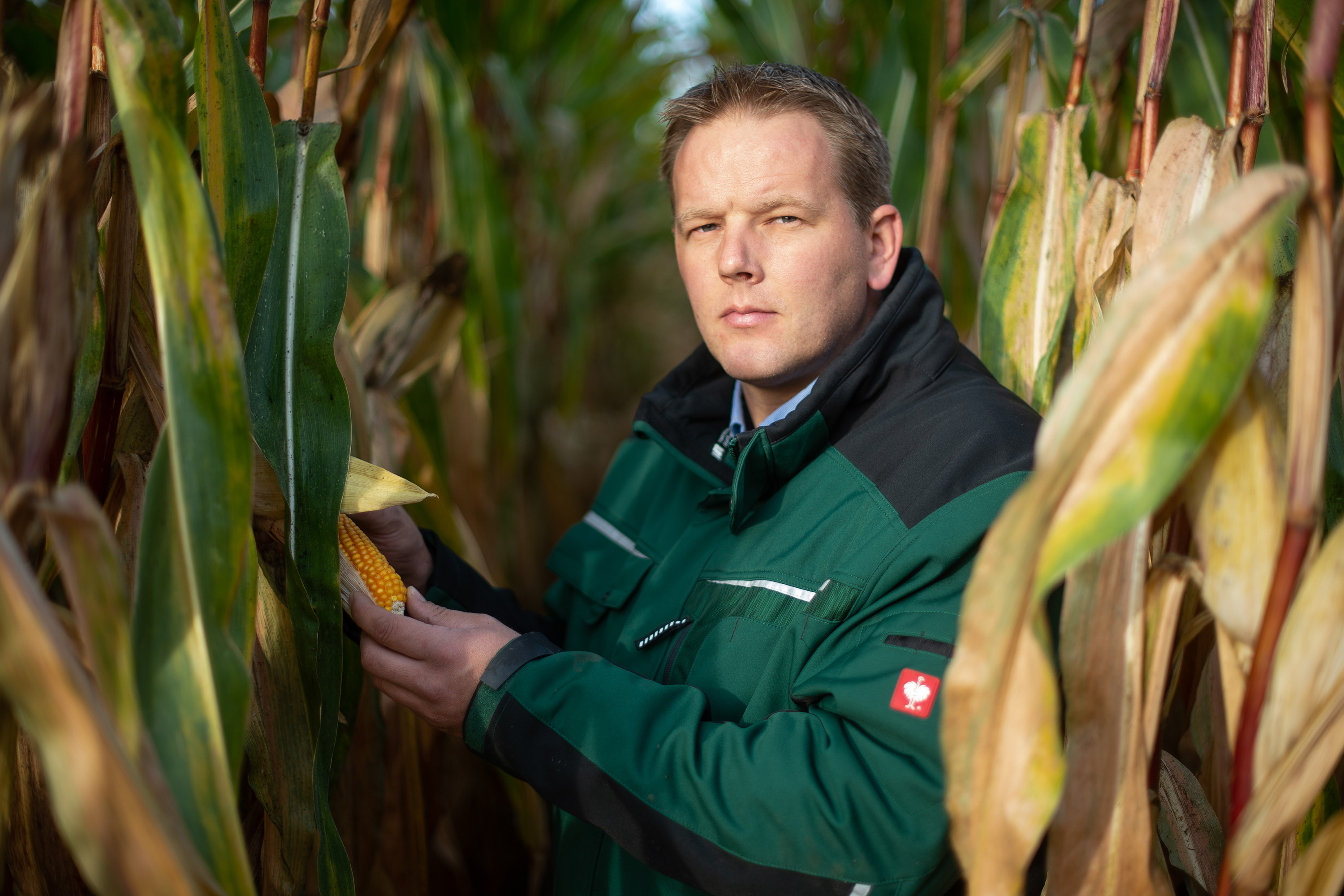 Landwirt Matthias Ebmeyer überprüft die Qualität der Mais-Pflanze.