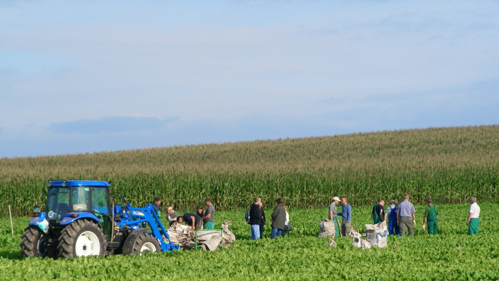 16 sezónnych asistentov v oblasti cukrovej repy s traktorom