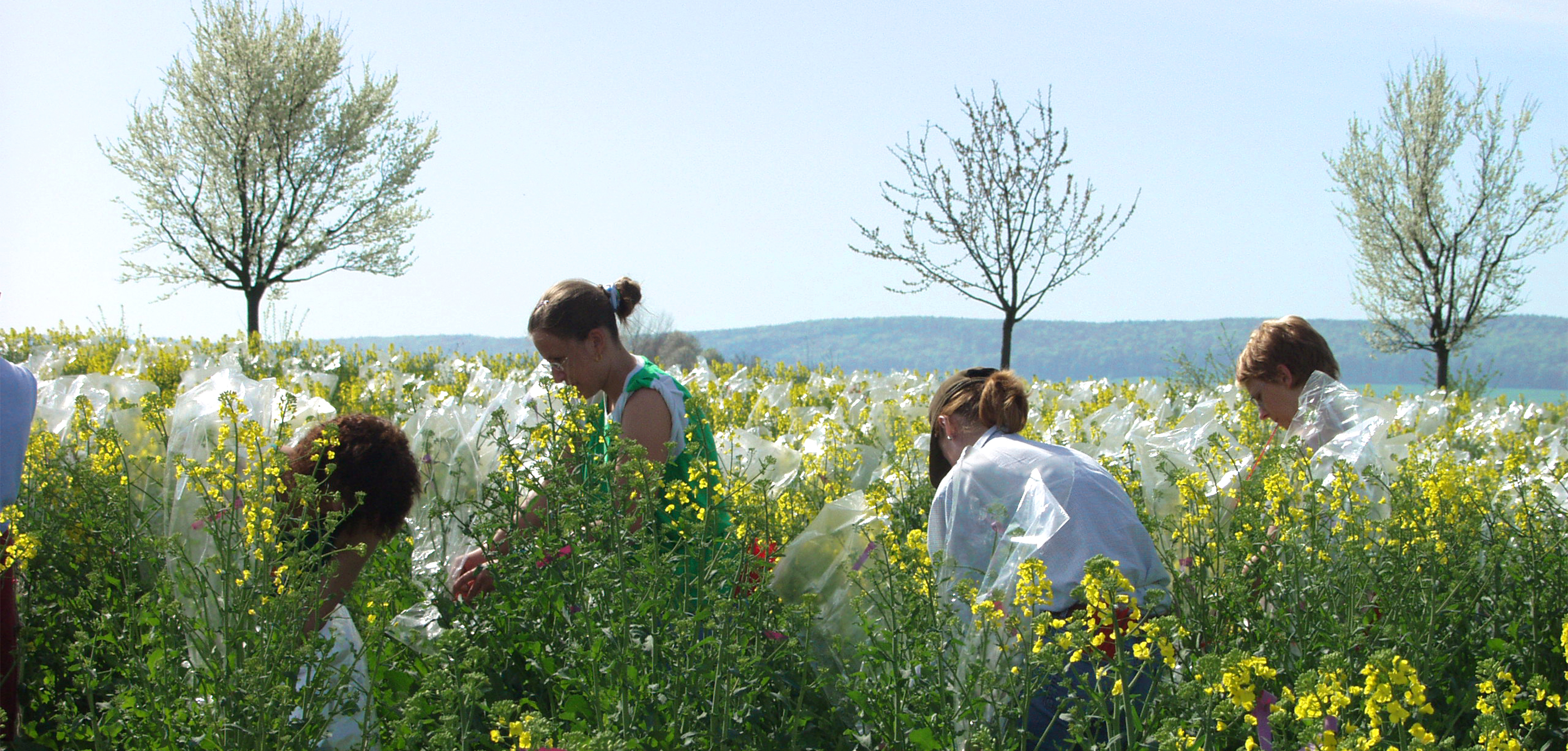 Štyria sezónni asistenti v repkovom poli medzi kvitnúcimi repkovými rastlinami