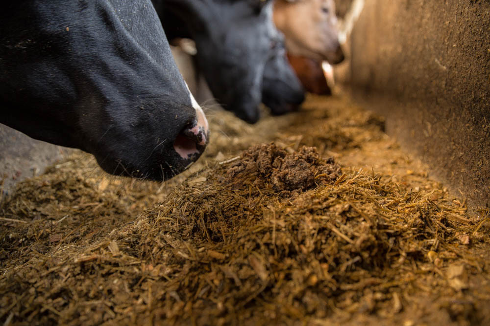 KWS cows feeding on feedbeet