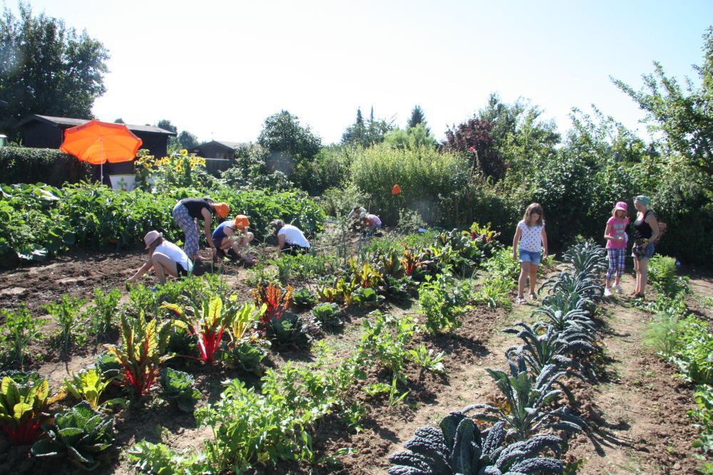 Innerhalb weniger Wochen haben die Schüler der Pestalozzischule auf einer Brachfläche einen üppigen Gemüsegarten angelegt.