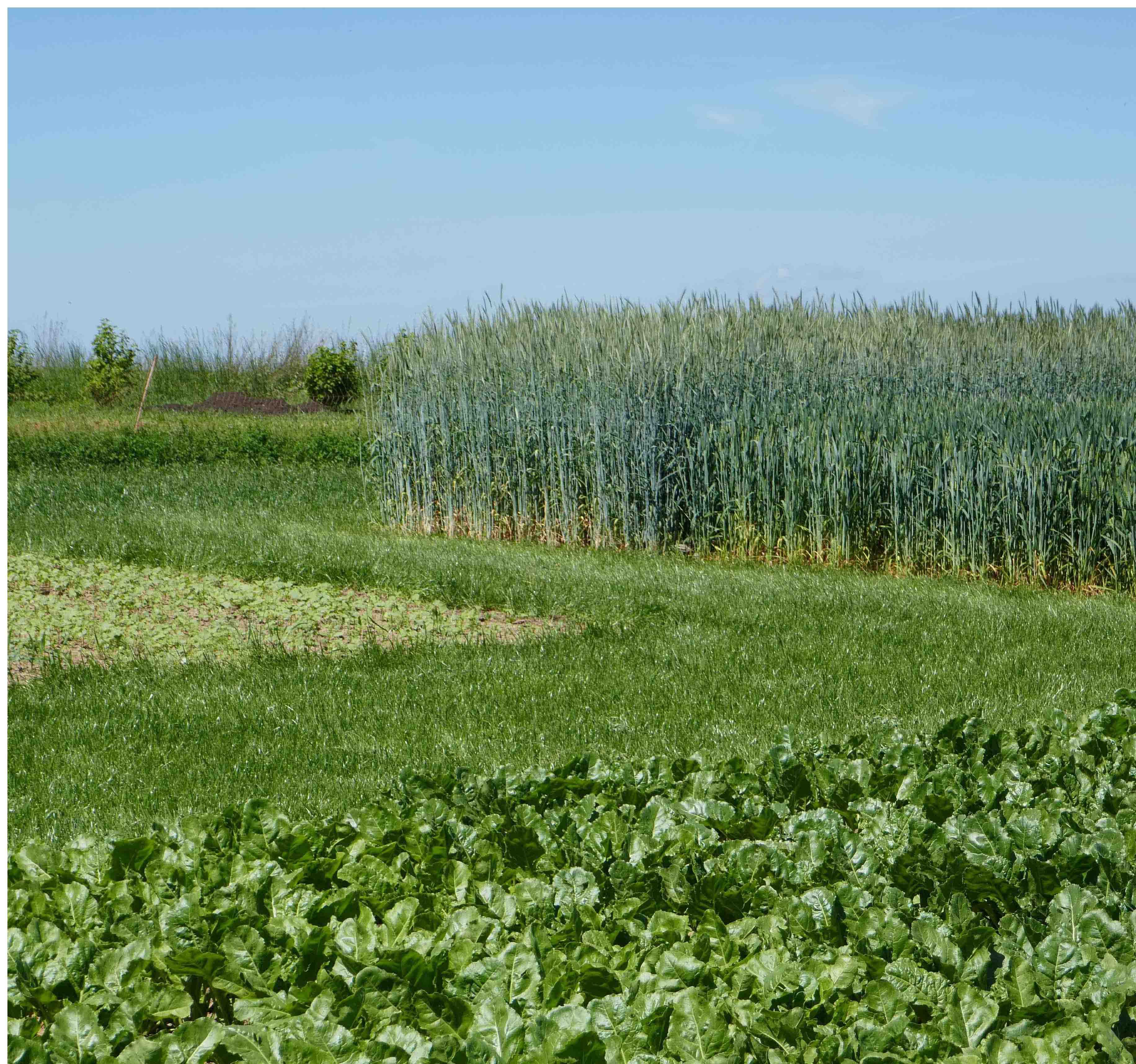 Zuckerrüben, Hybridroggen, Weizen und Mais – KWS ist mit vielen Kulturen auf den Öko-Feldtagen vertreten.