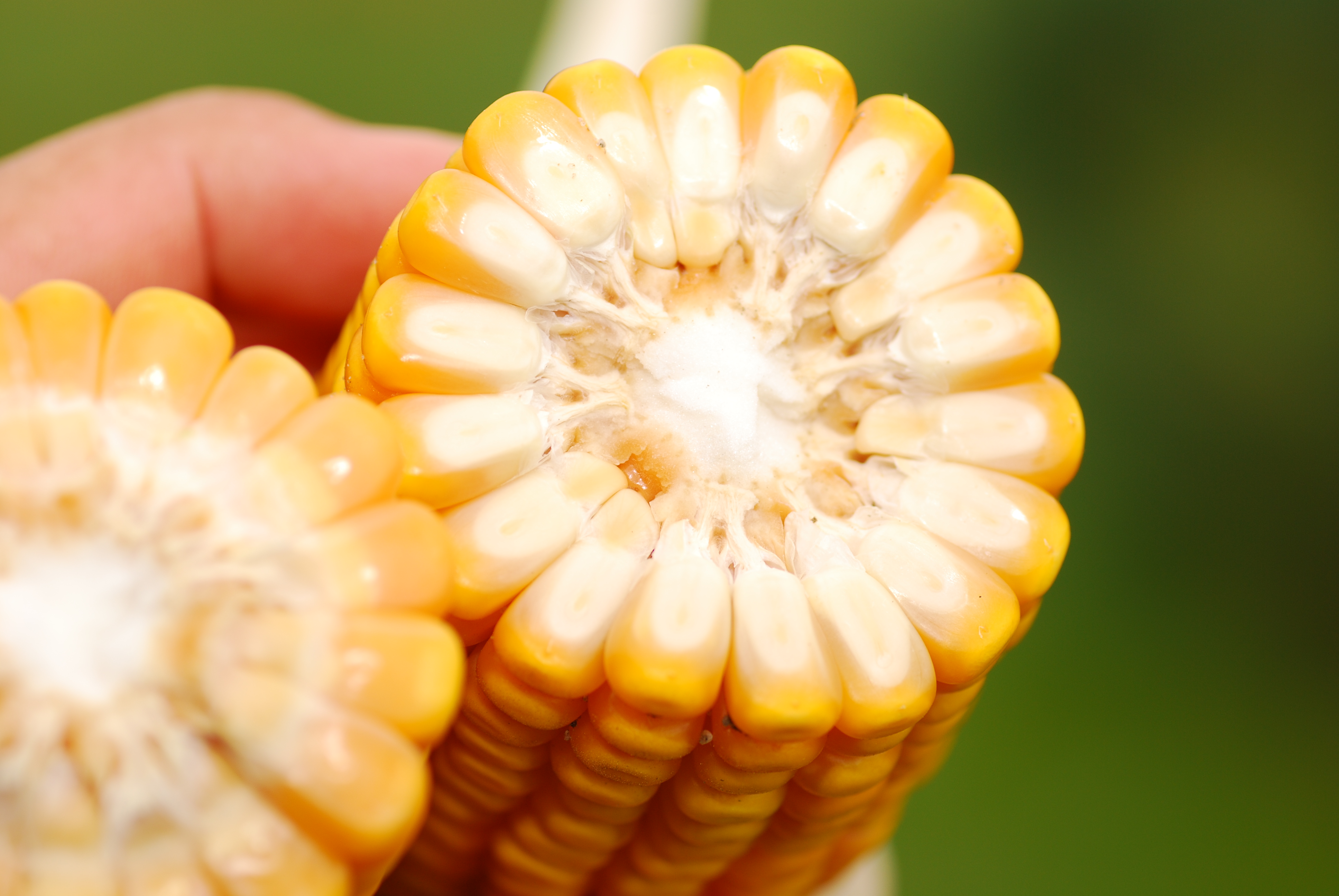 corn seeds, corn products, corn