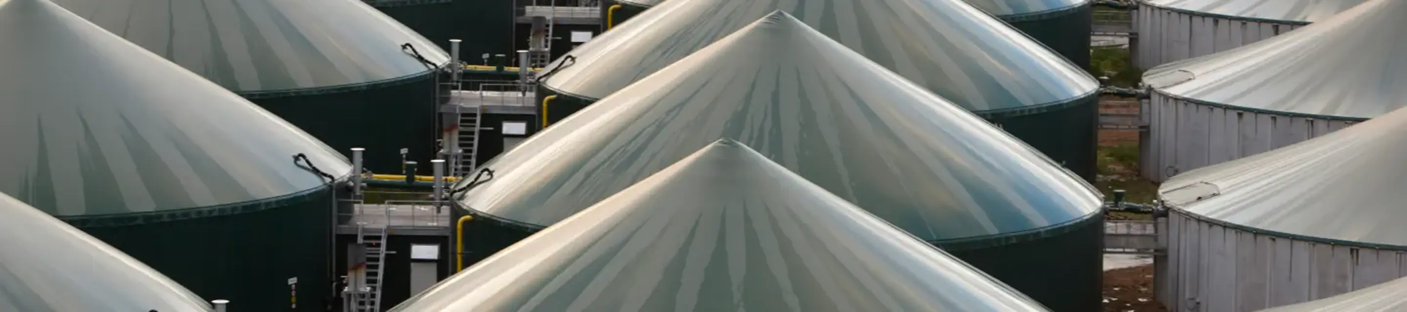 Energy sugar beets—Sugar beet—Products KWS UK Ltd.