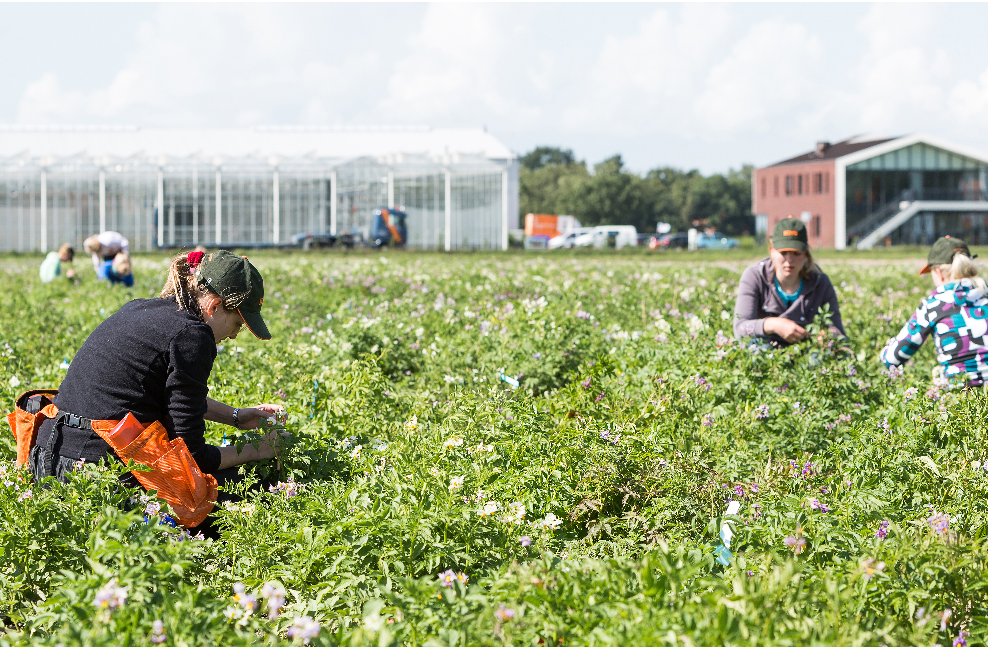 Numerous employees work on the hybrid potato at the Emmeloord breeding station.