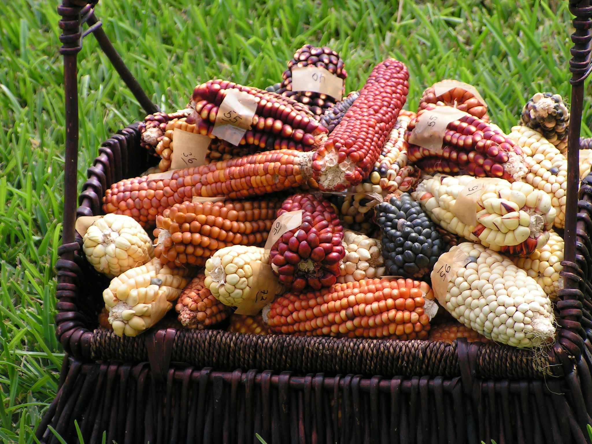 Peruvian corn cobs