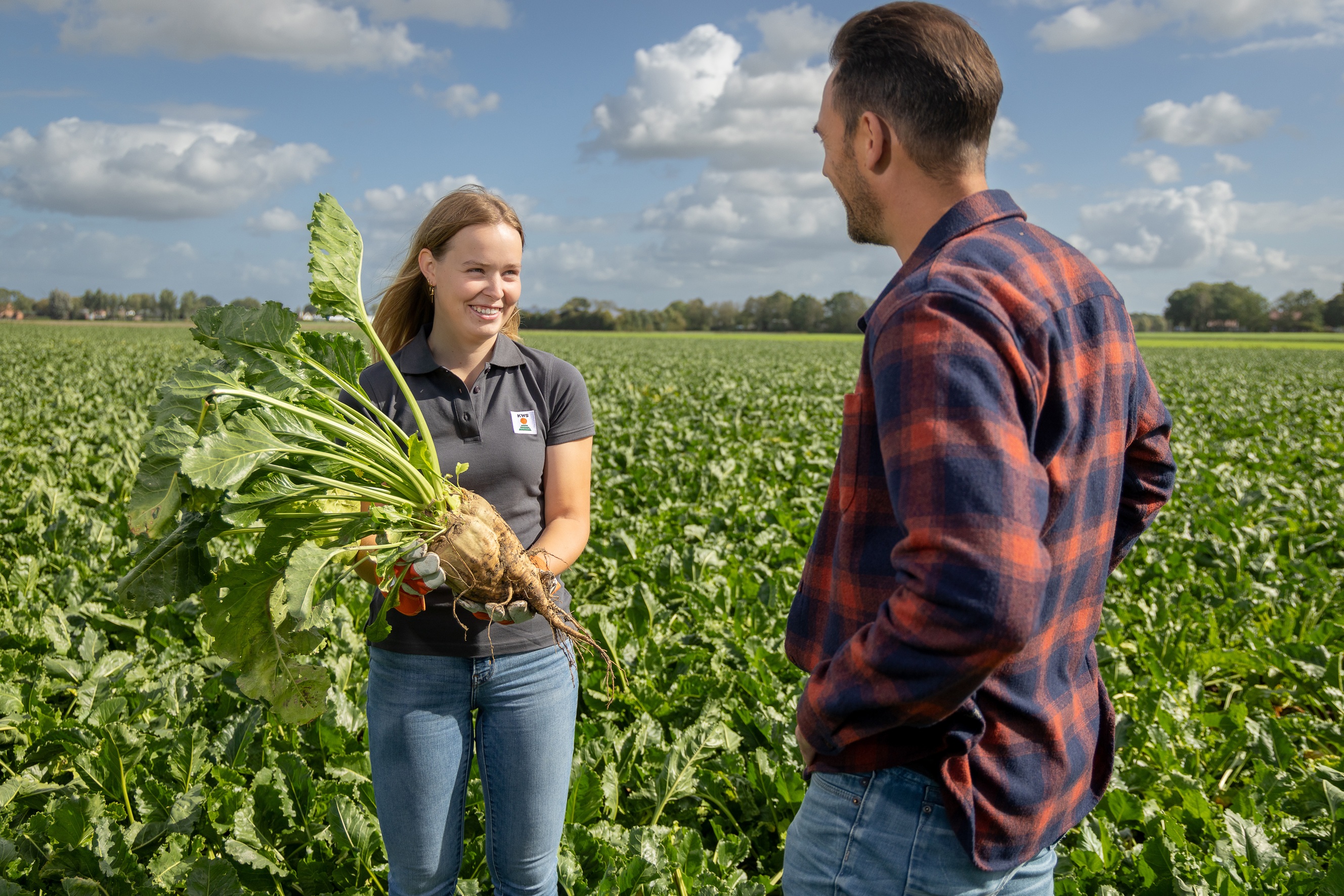 Jonge maïsplanten groeien uit de grond in een veld. De groene bladeren steken boven de aarde uit.