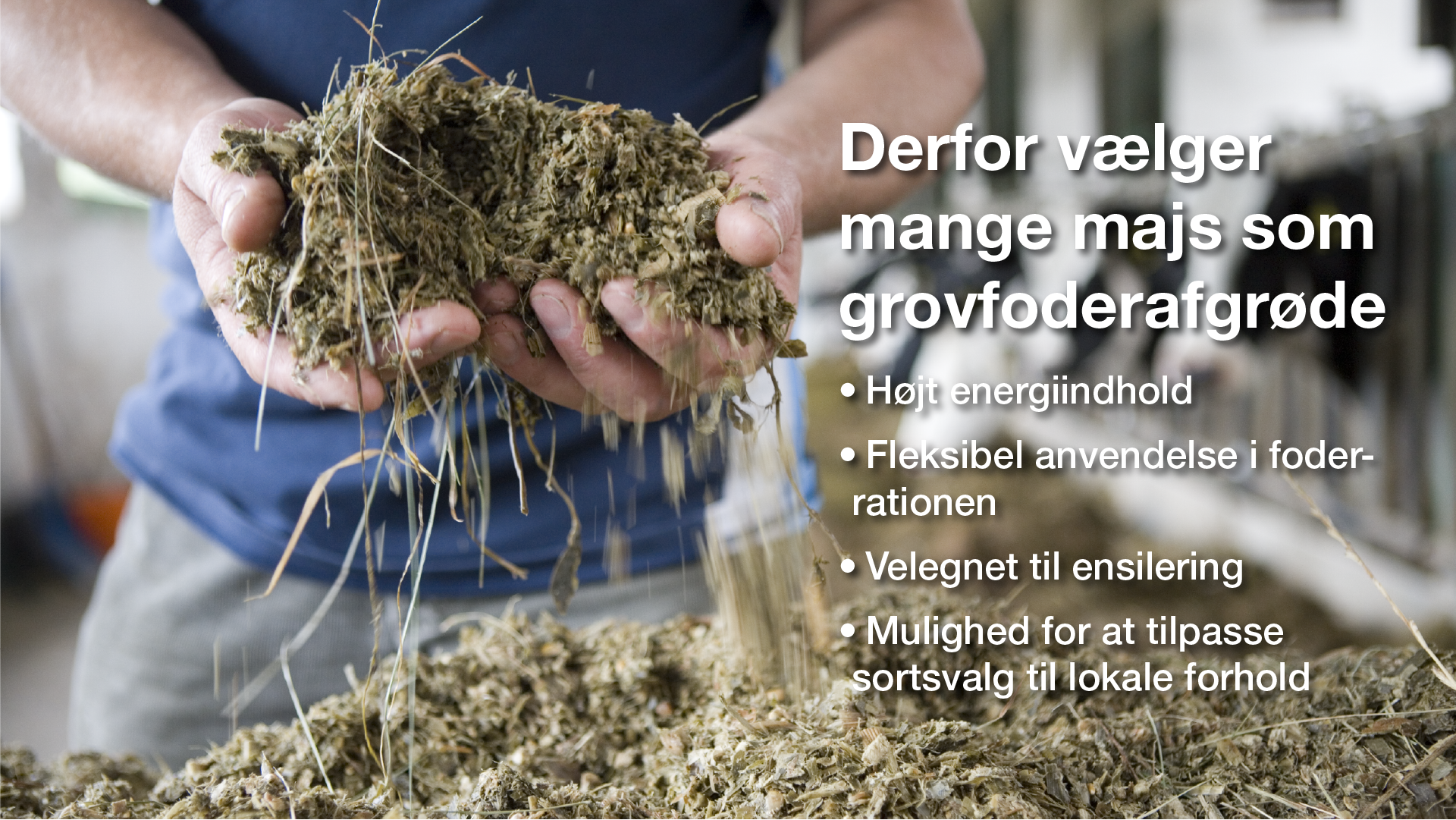 majs-ensilage-lp.png