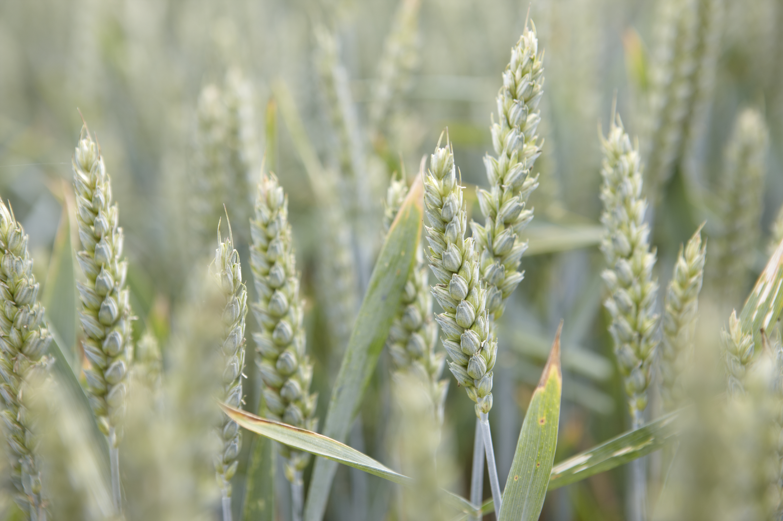 яровая пшеница КВС Буран