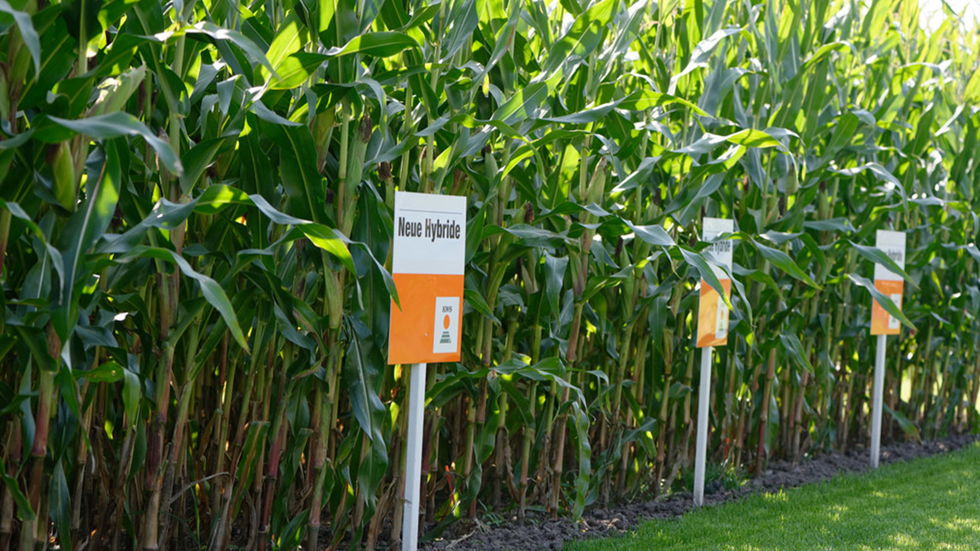 Neue Sortengeneration im Mais setzt auf Doppelnutzungshybride und hohen Stärkegehalt