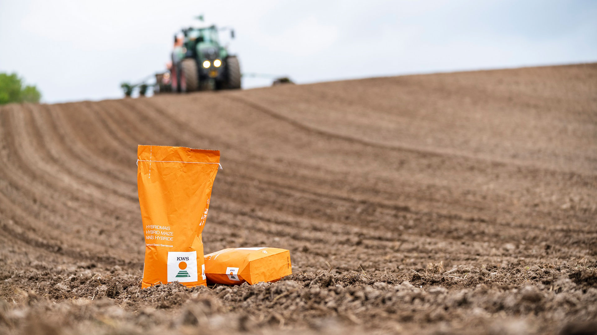 Sortenprüfungen Mais: Frühe KWS Körnermaissorte mit hohem Ertrag zugelassen
