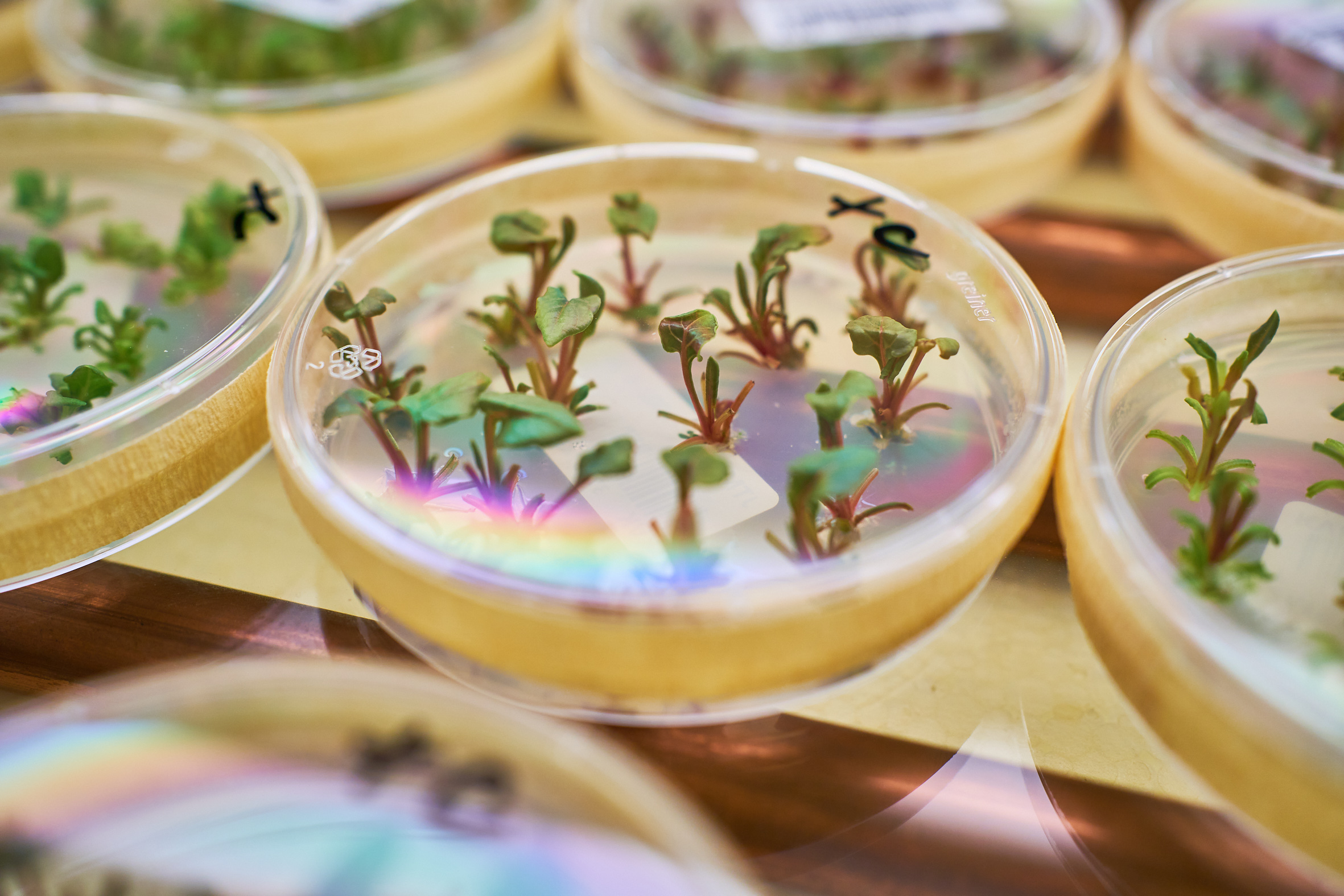 Seedlings in petri dish