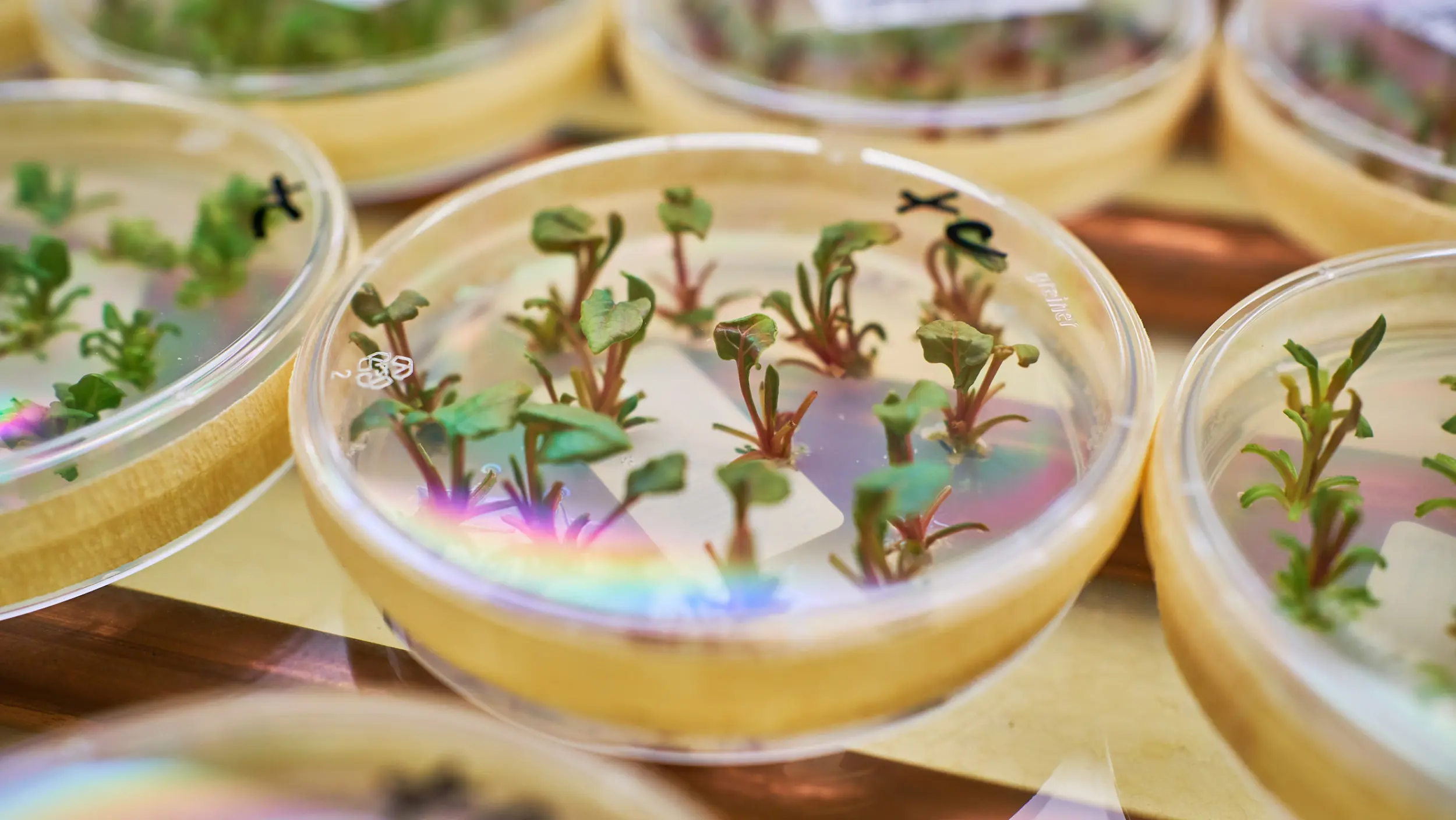 seedings in petri dish