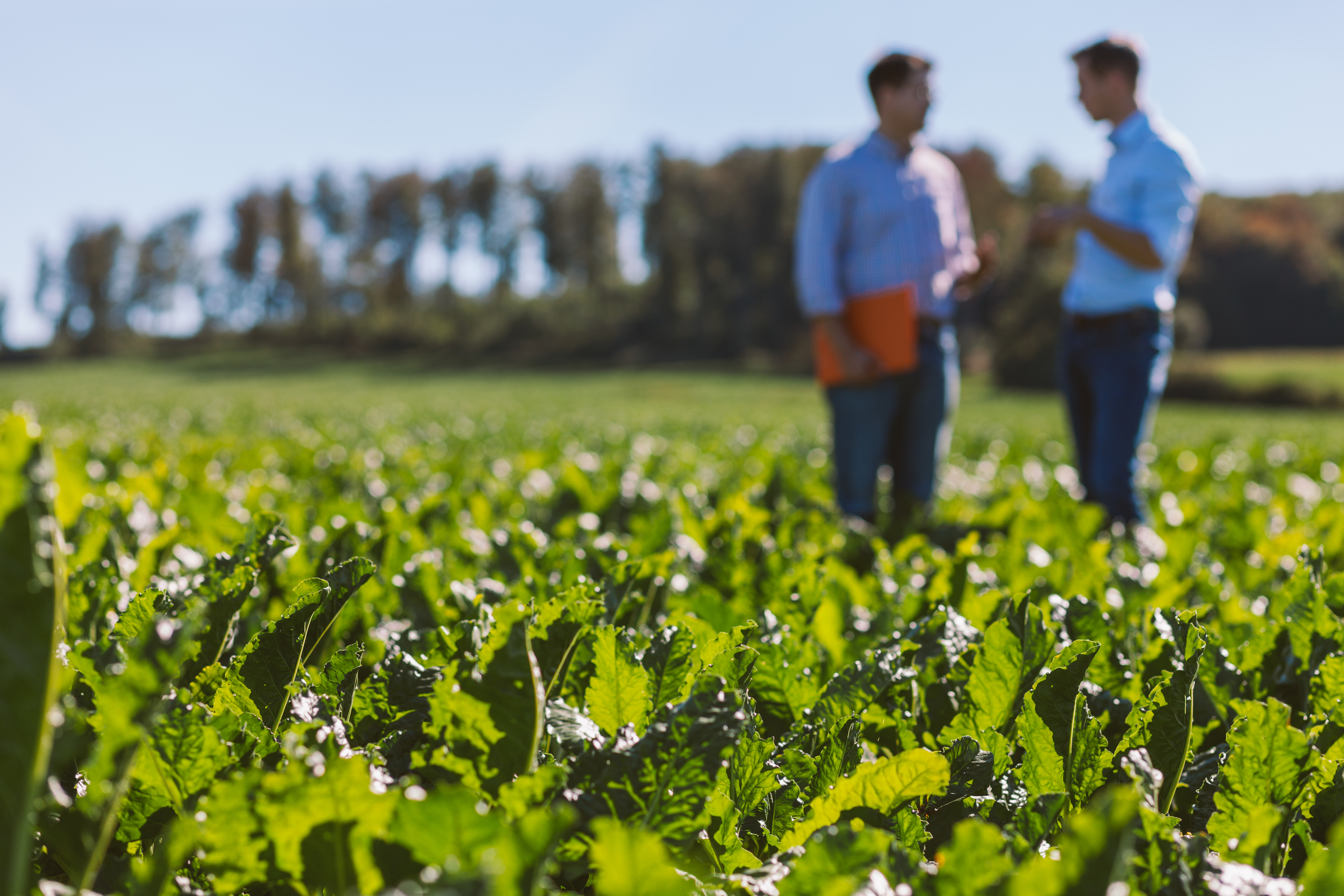 sugarbeet_scenery.jpg