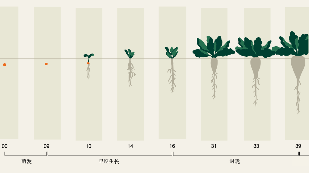 发育- 植物生长管理 - 咨询 - kws saat se & co. kgaa