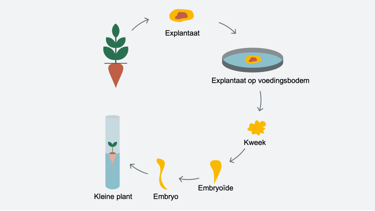 kws_innovation_cell_and_structure_culture_2_nl.png