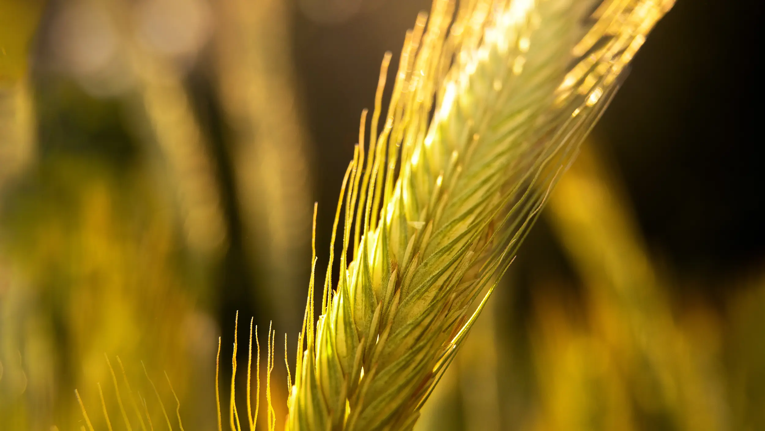 Detailed view of rye ear