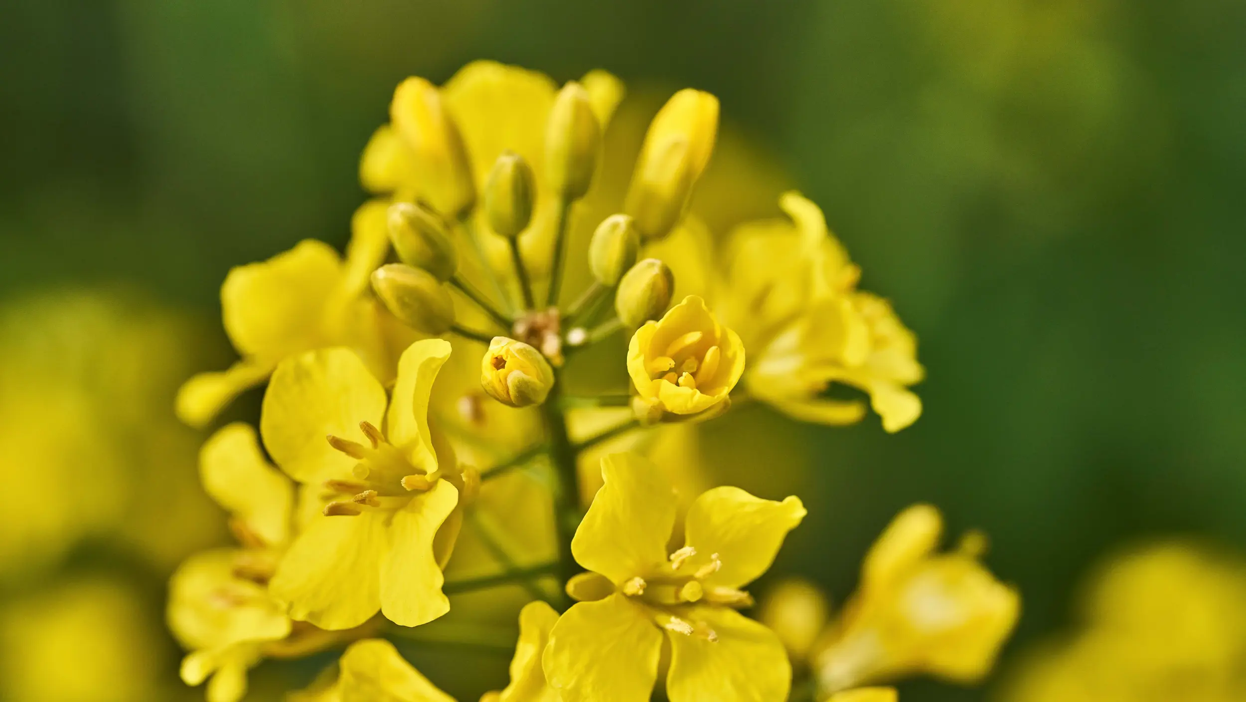 Detailed view of oilseed rape