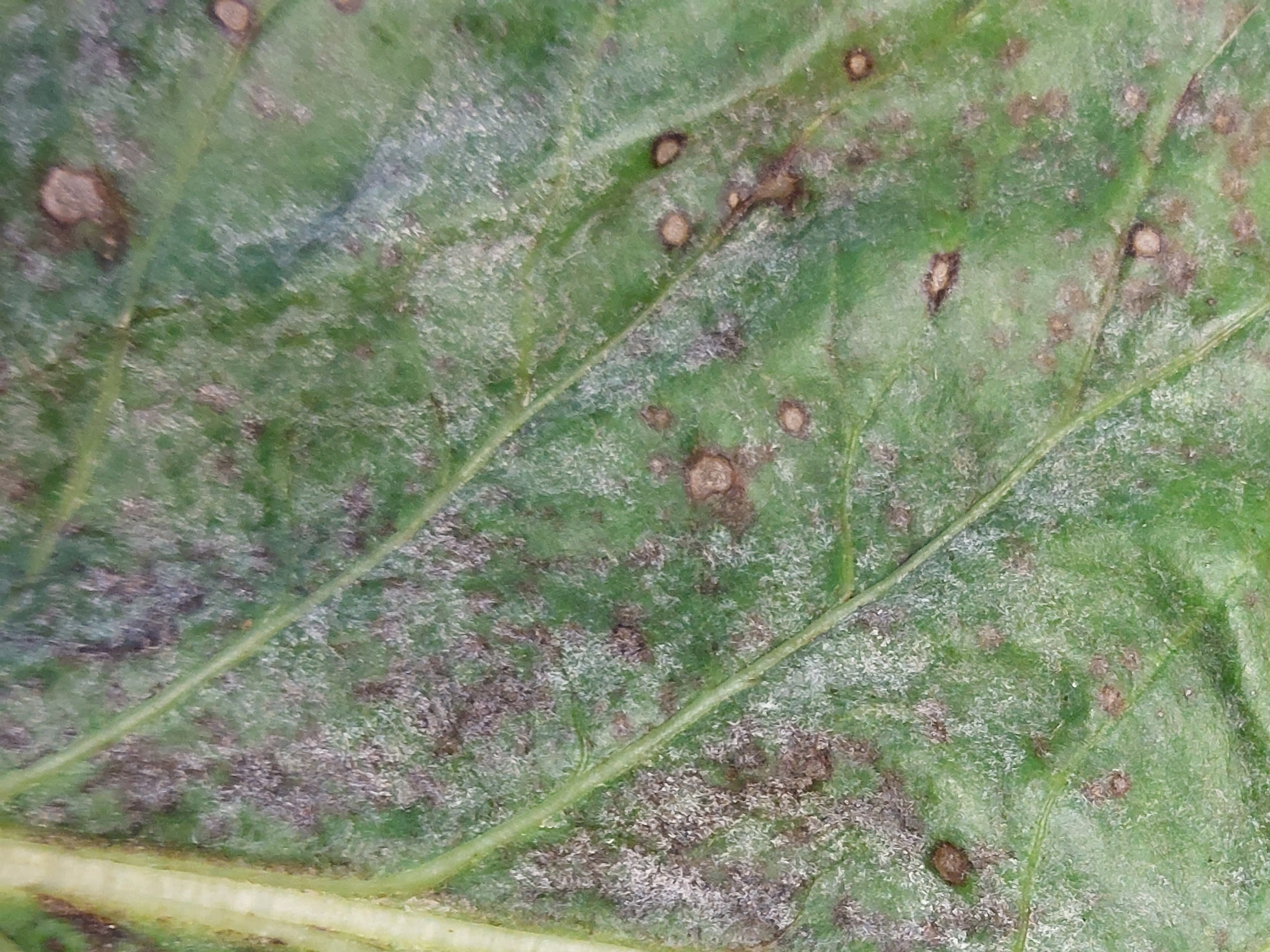 PowederyMildew2.jpg